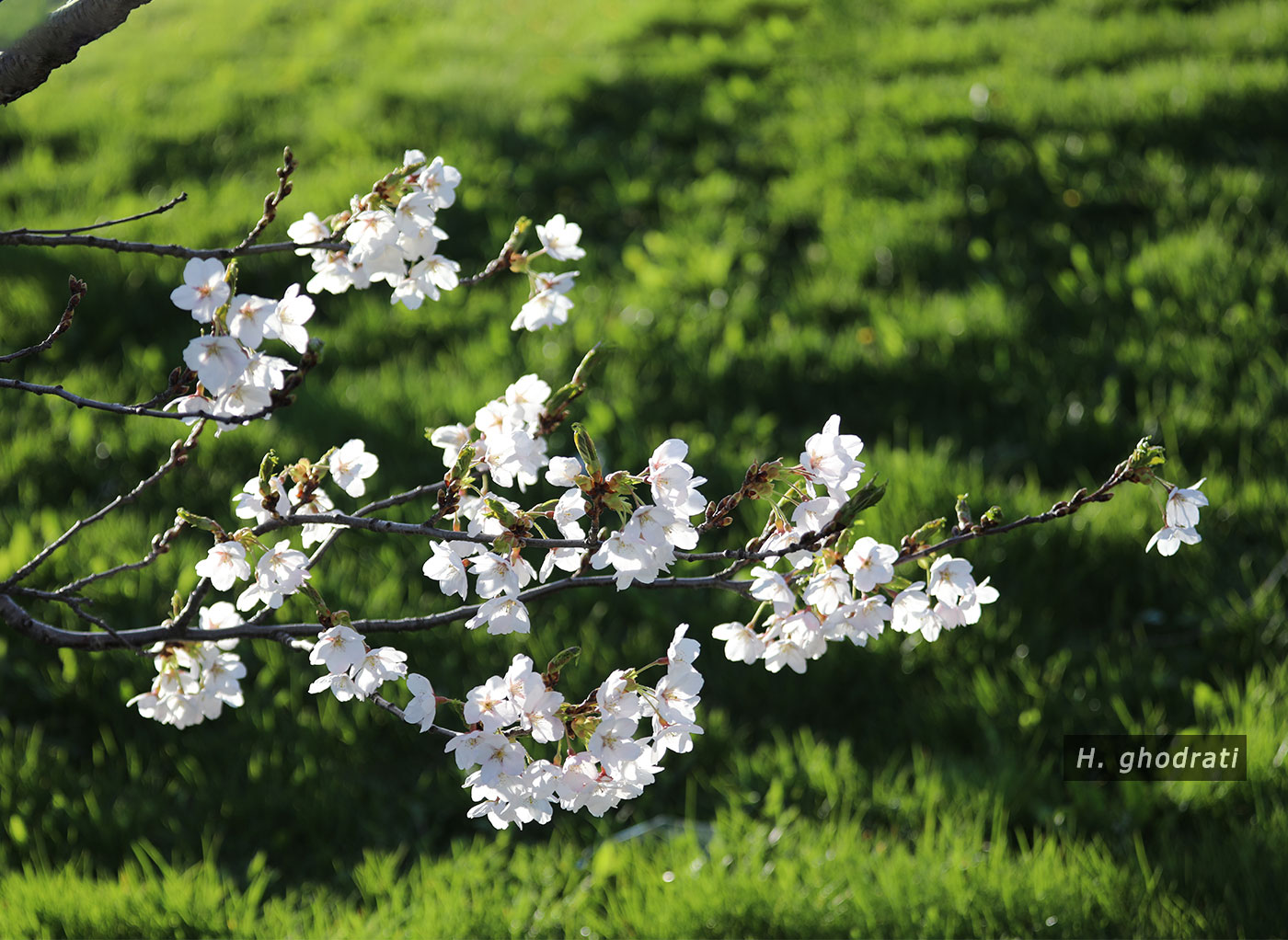 شکوفه‌های سپید بالای چمن