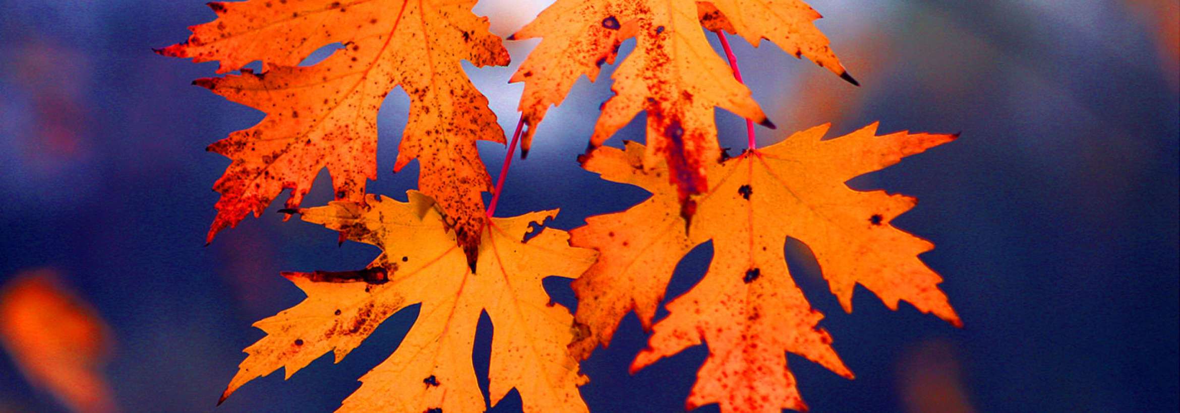 fall-leaves-in-violet زرد برگانی در بنفش