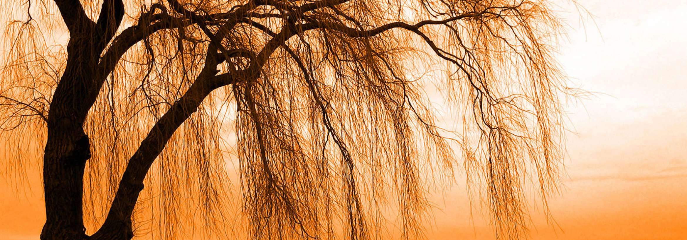 انتظار بید مشک