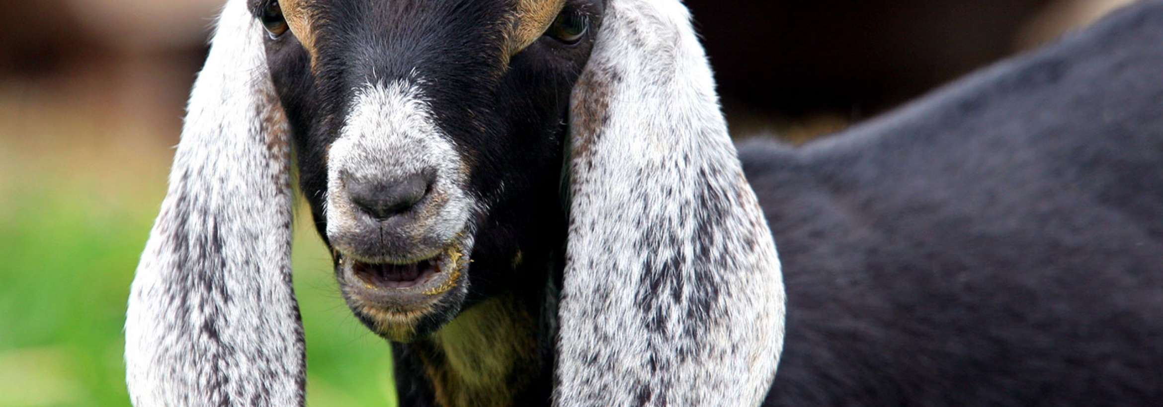 سپید گوش و بینی