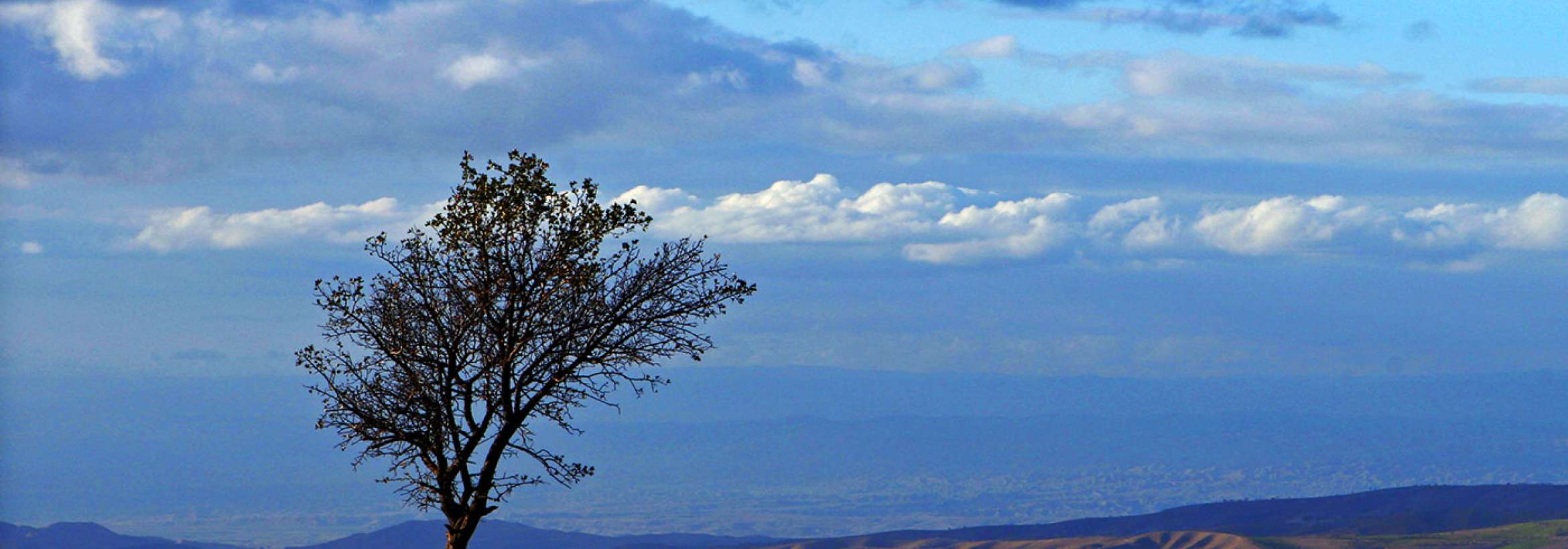 تنها بر فلات