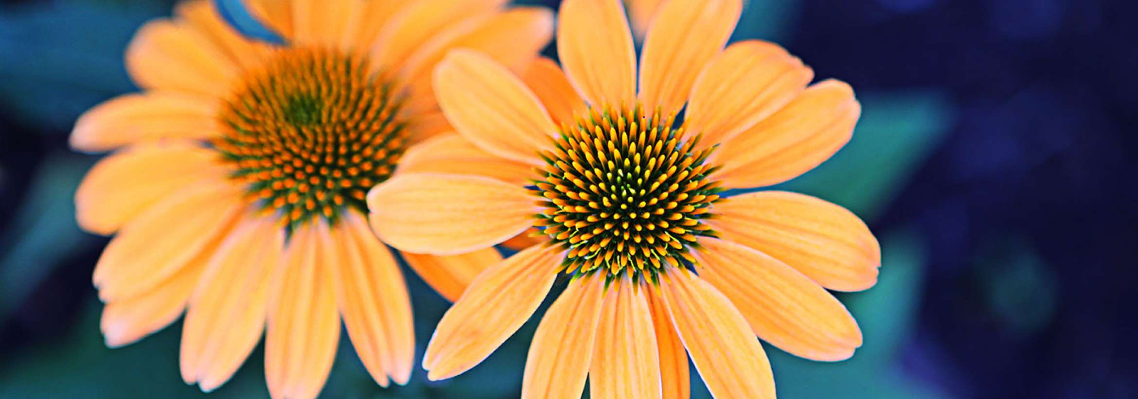 نارنجی آرام