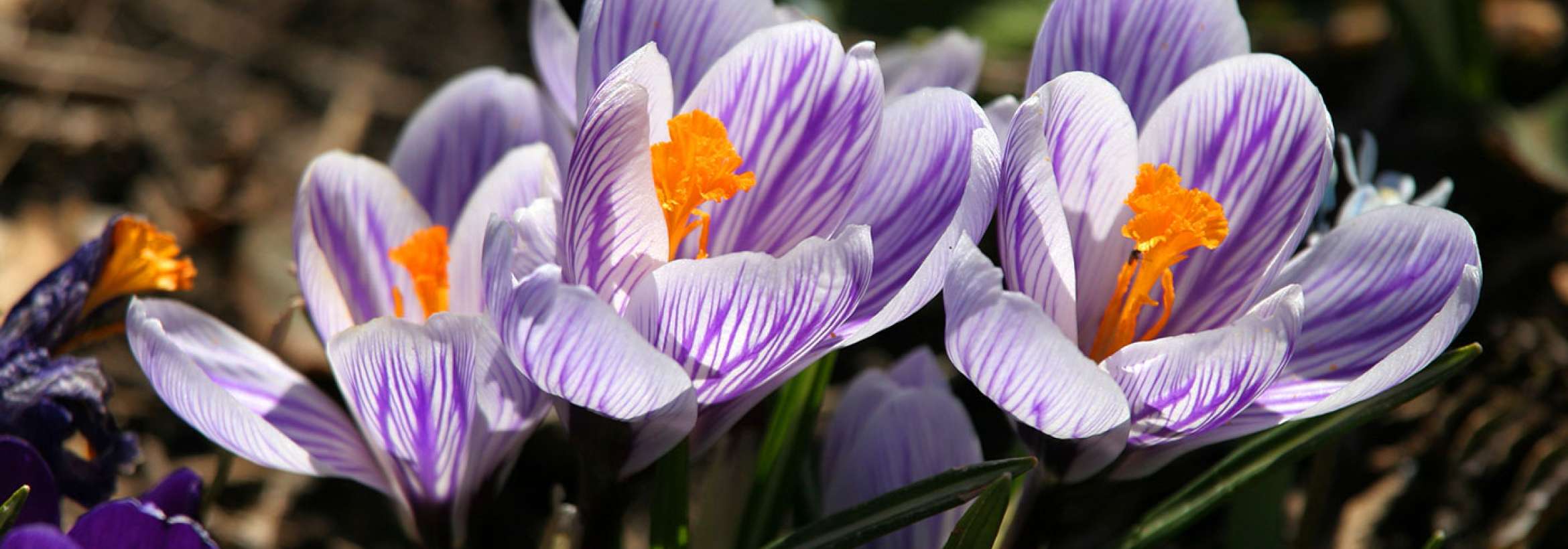 بنفش‌های بهاری