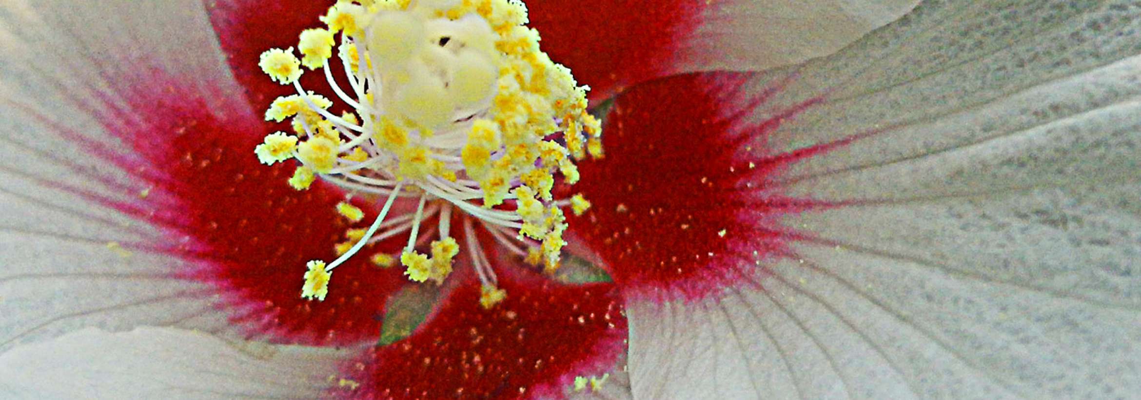 ستاره مرکزی پنج پر قرمز گل