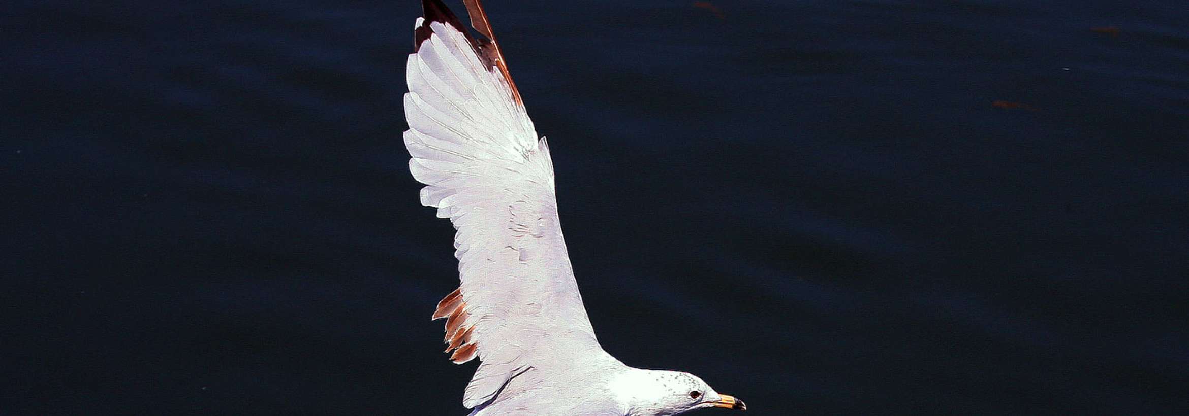 ویراژ آلباتروس