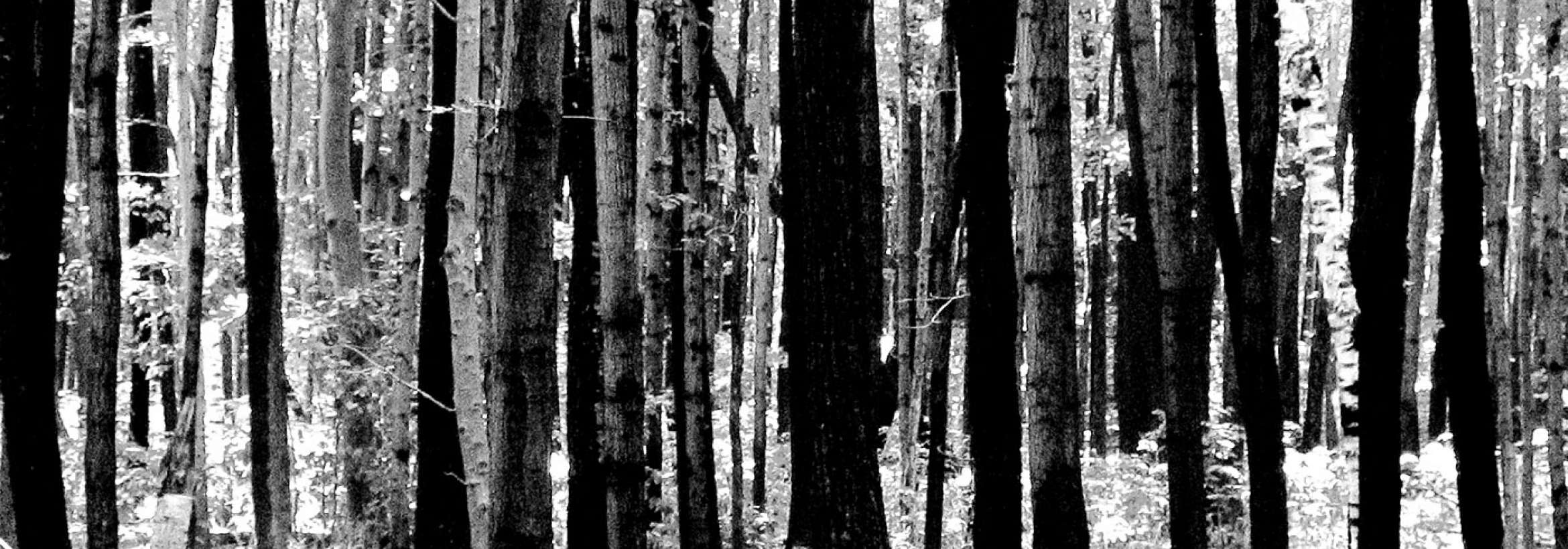 جنگل سپید و سیاه