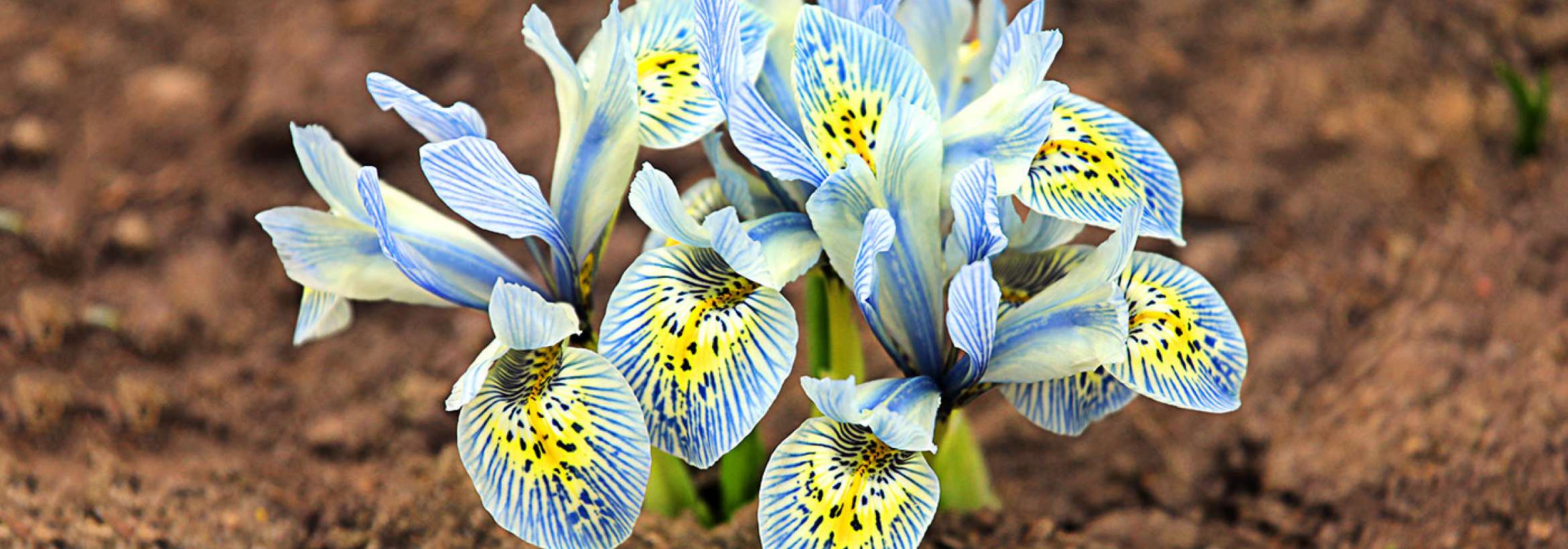 زیبا از میان شکاف