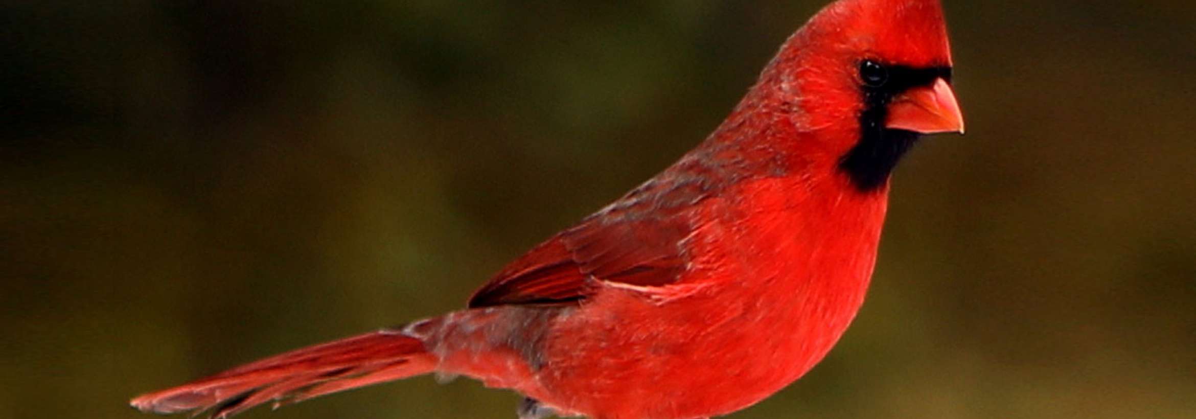 جناب کاردینال