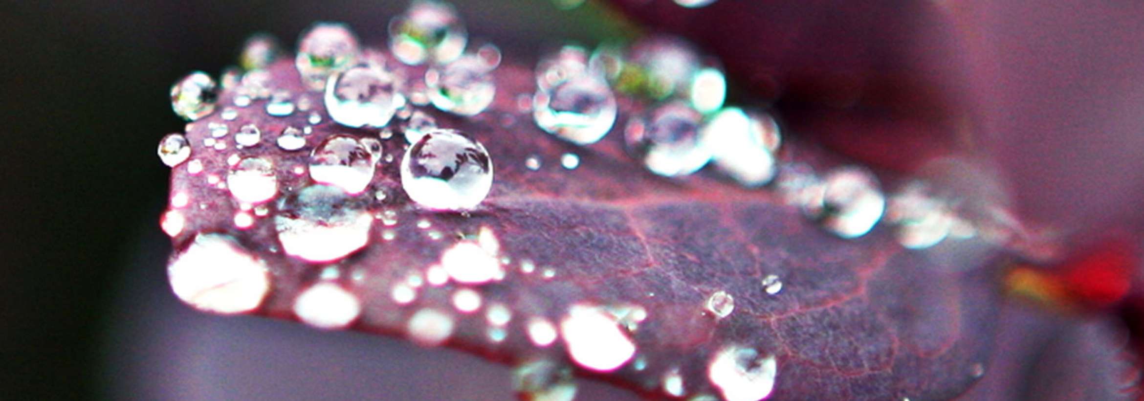 الماس‌هایی روی برگ