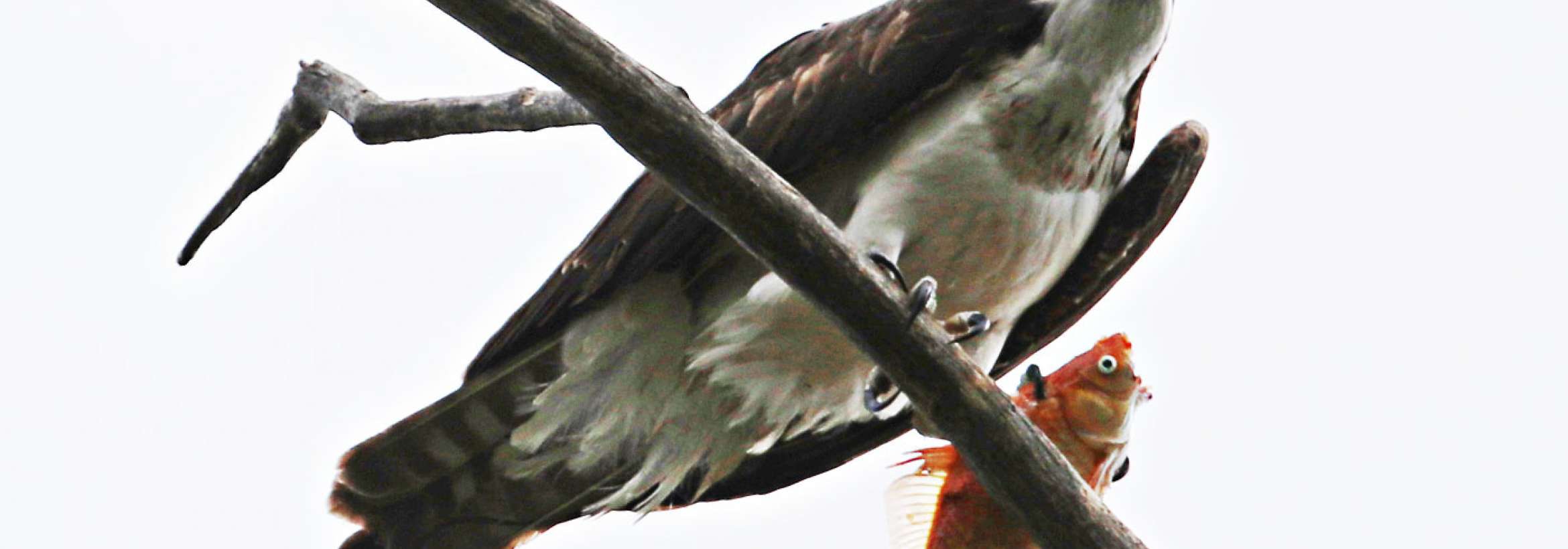 ماهی قرمزی در چنگال عقاب