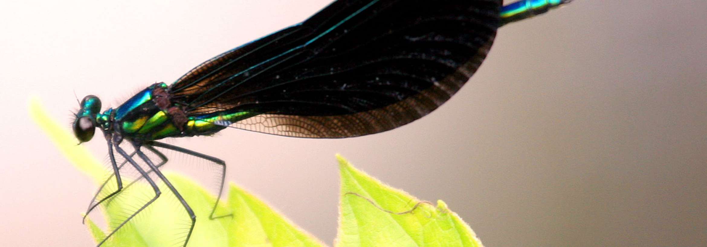 سنجاقک فلورسنتی