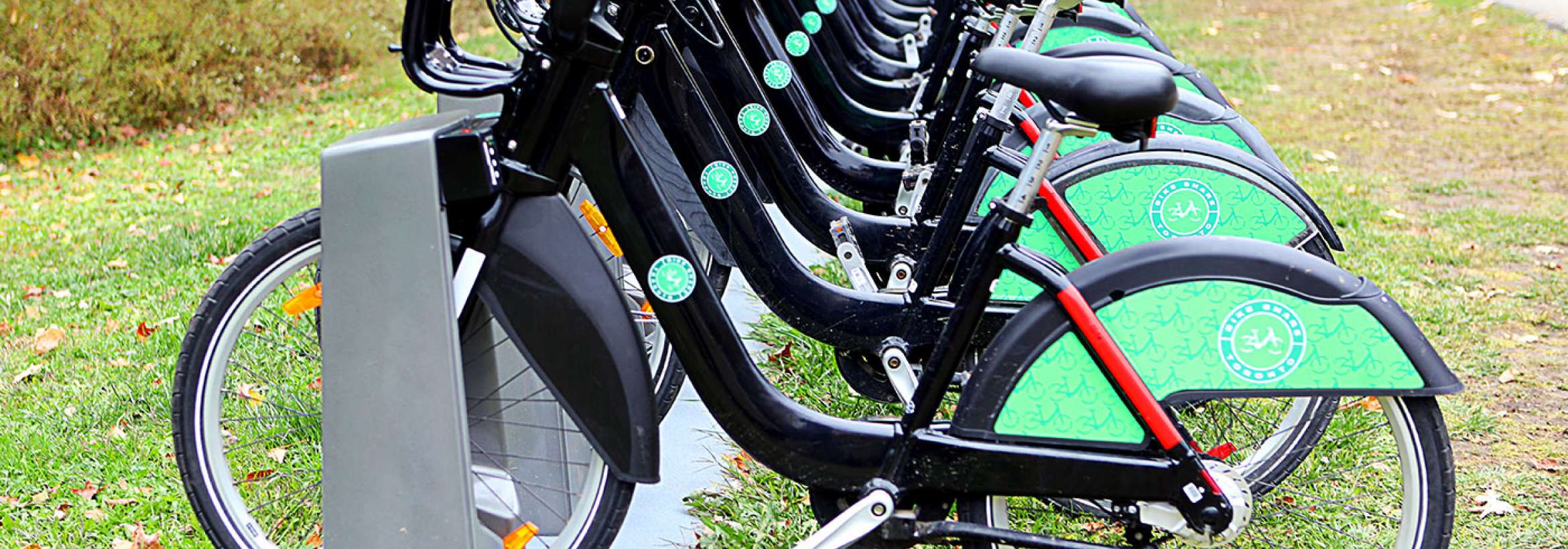 سبز در سبزی