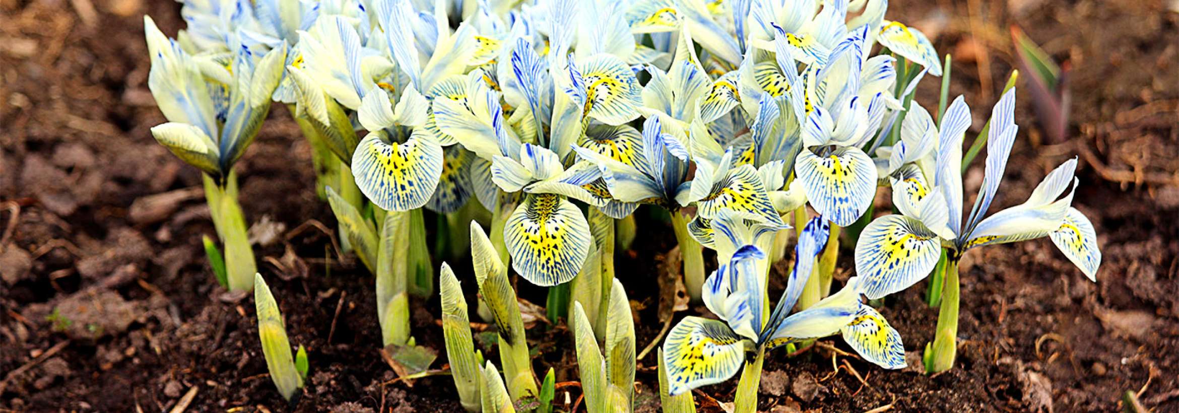 سبز، زرد، آبی آرام