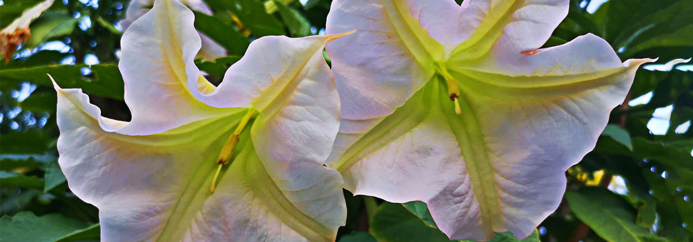 گل ستاره‌های سفید سبز