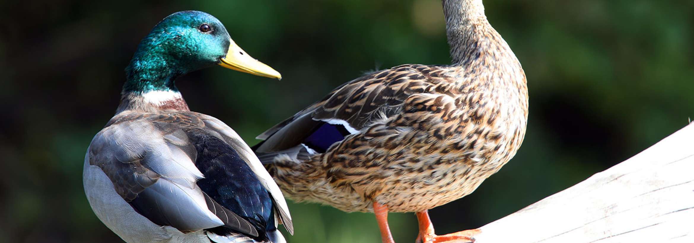 جناب خانم و آقا