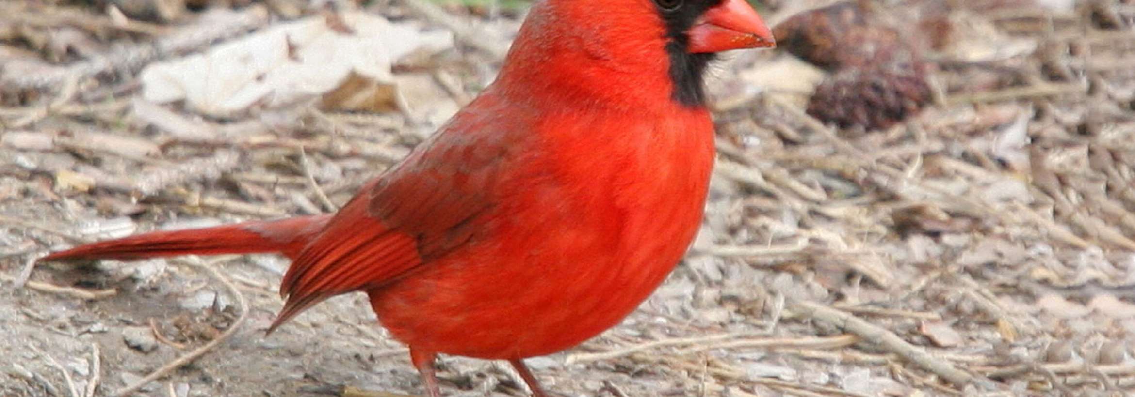 جناب کاردینال سرخ