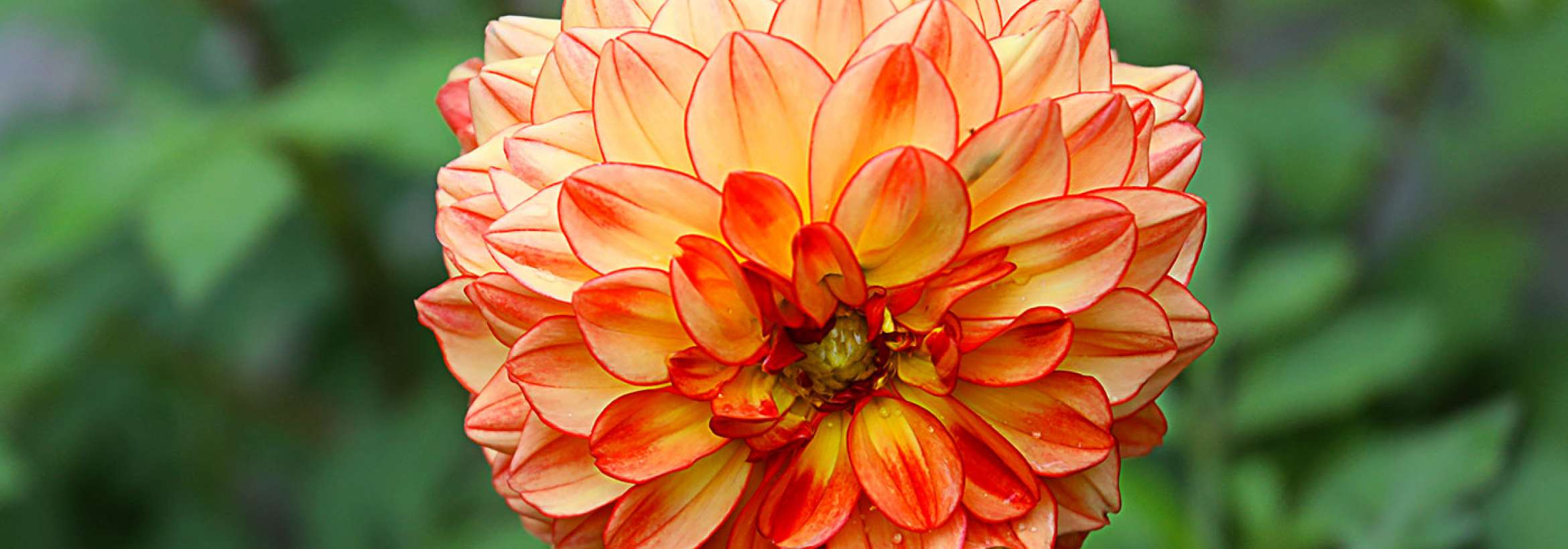 جناب نارنجی