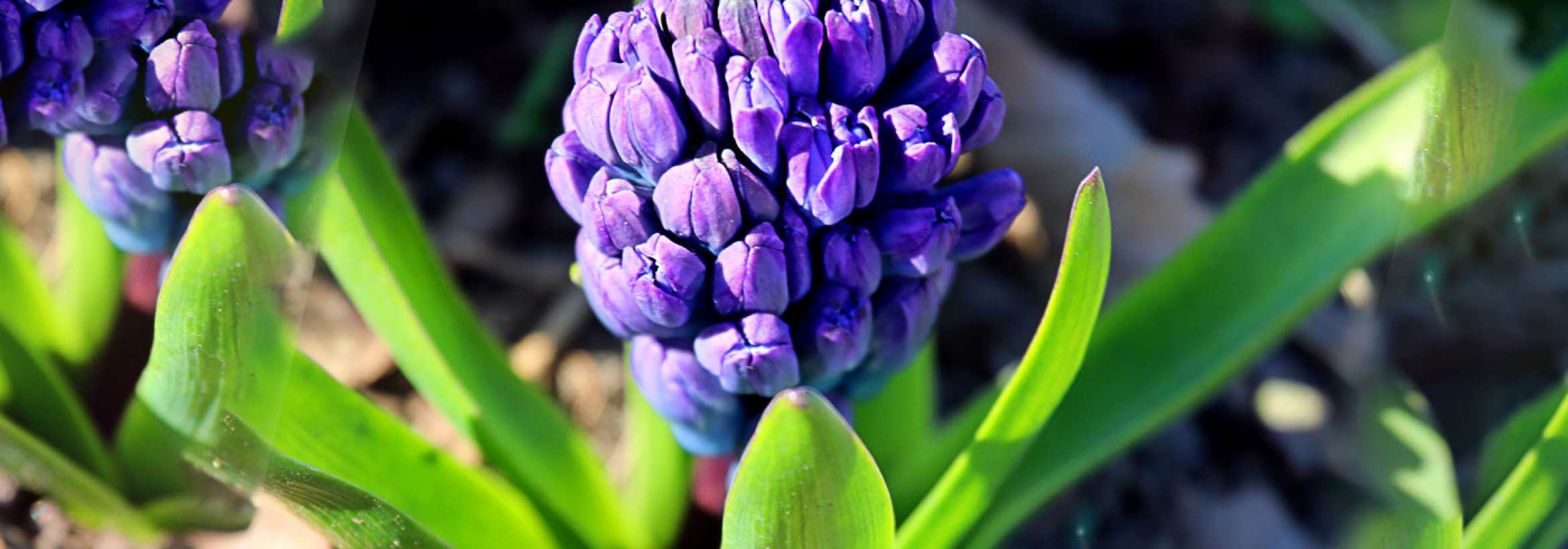 گل بنفش مخروطی