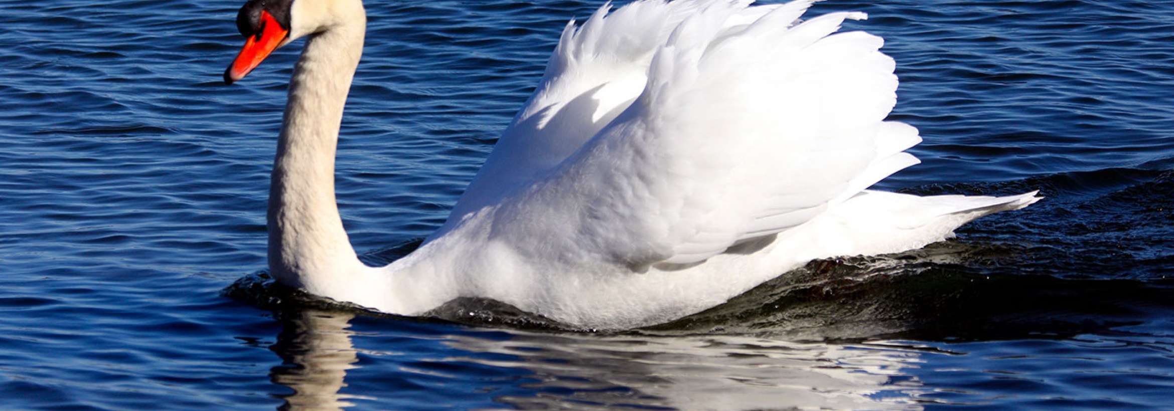 سپیدی نشسته بر لب آب