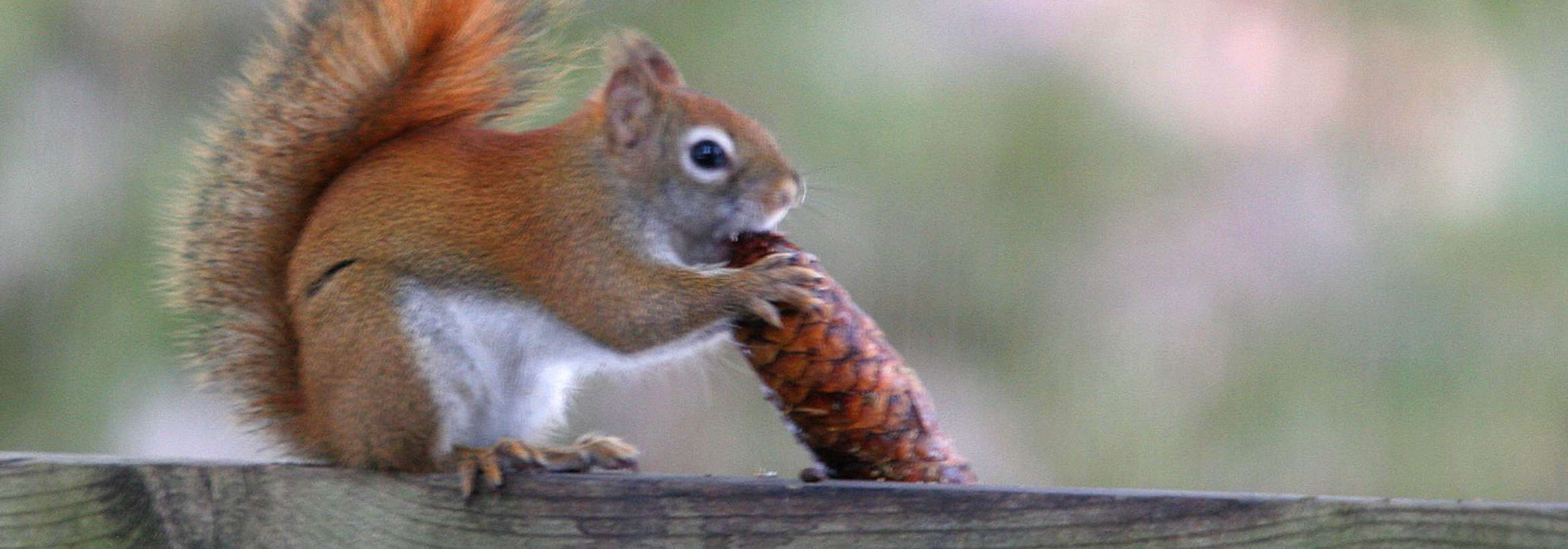 سنجاب و میوه سرو