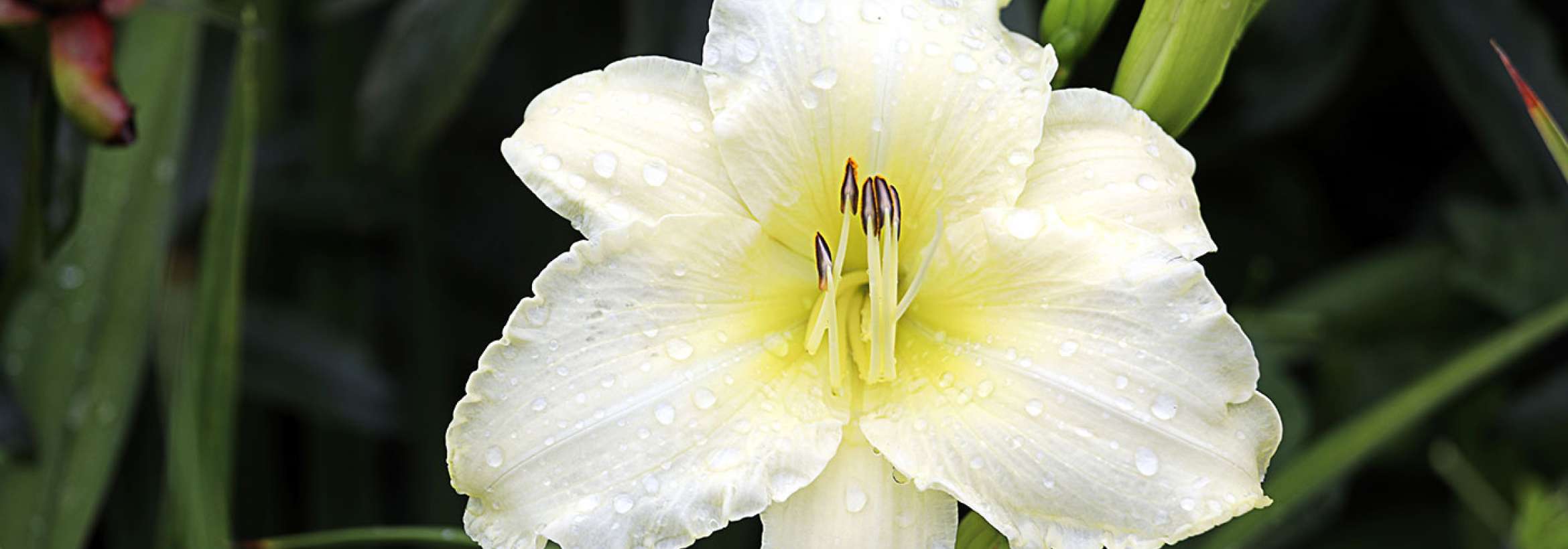 پس از باران