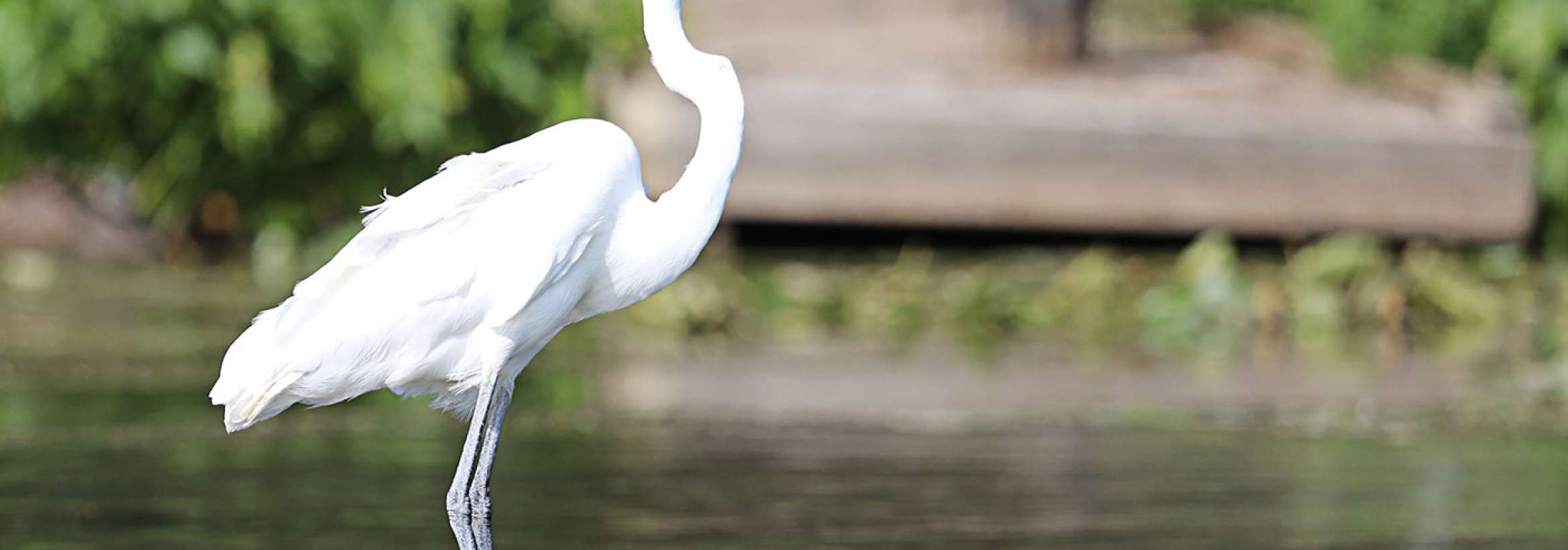 در کمین ایستاده