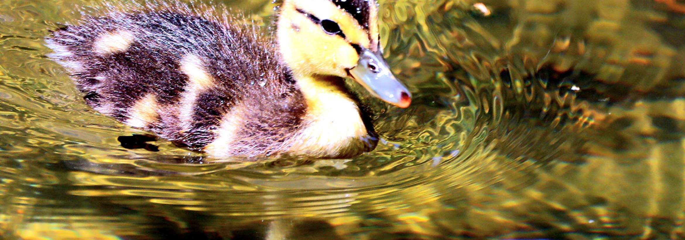 جوجه اردک زیبا