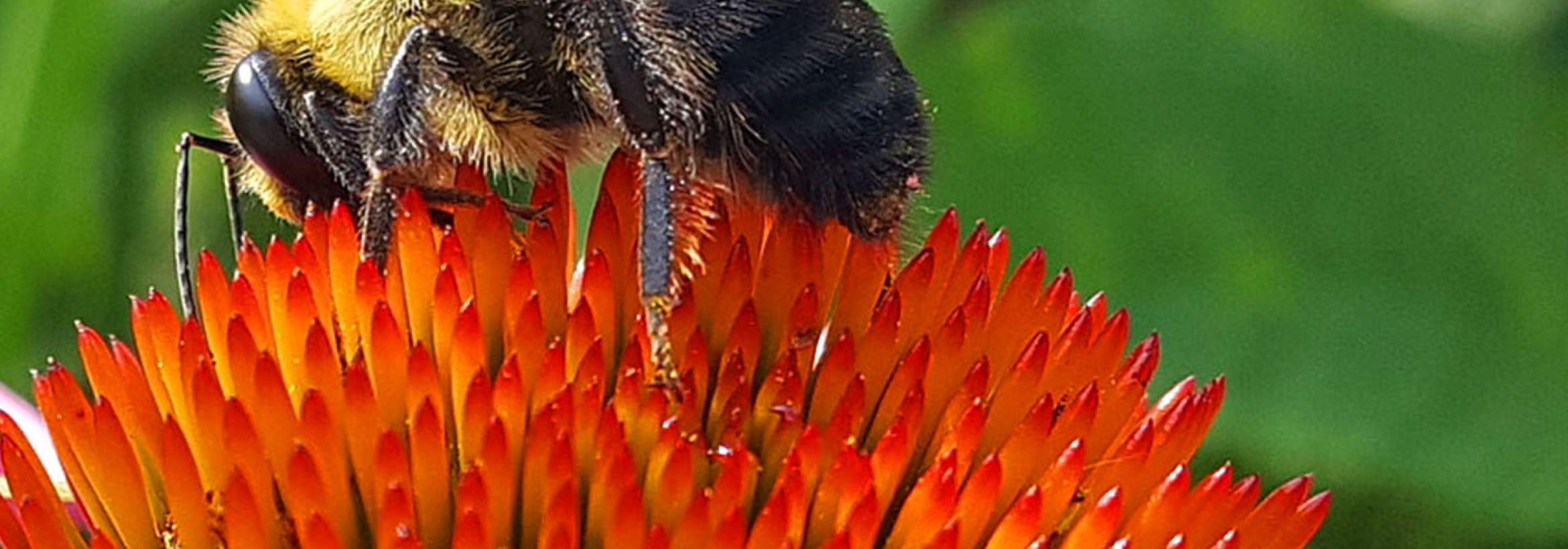 زنبور و گل قرمز