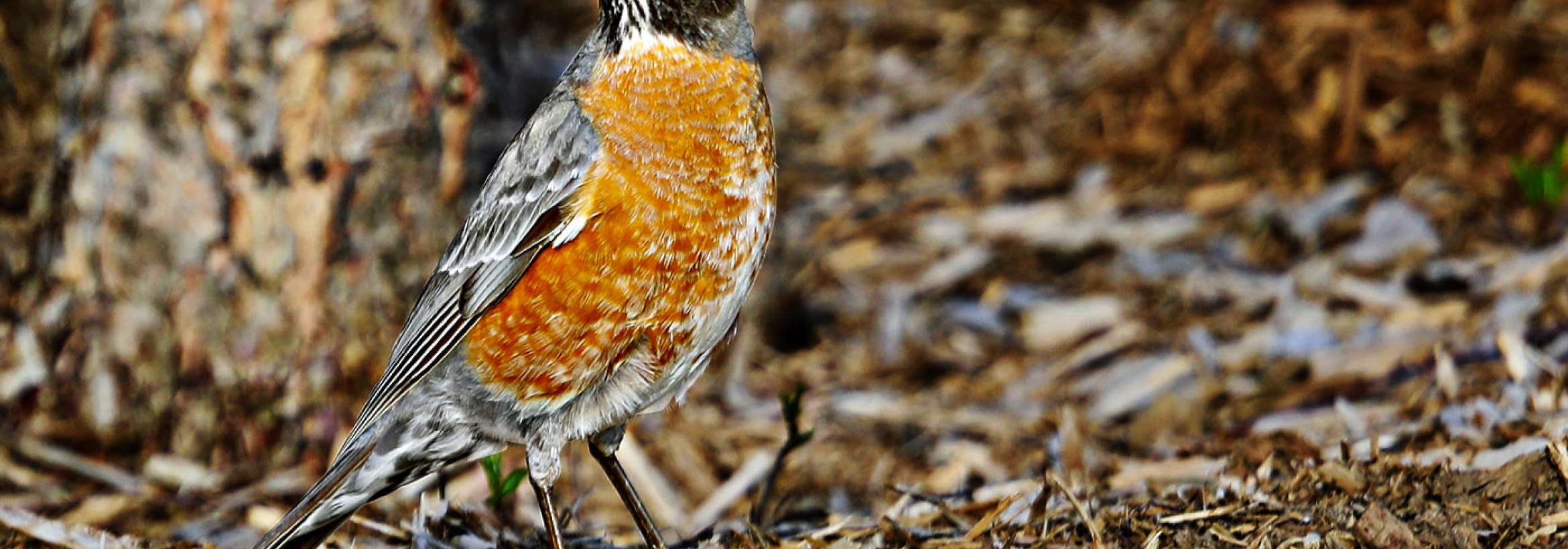 سینه سرخی دونده