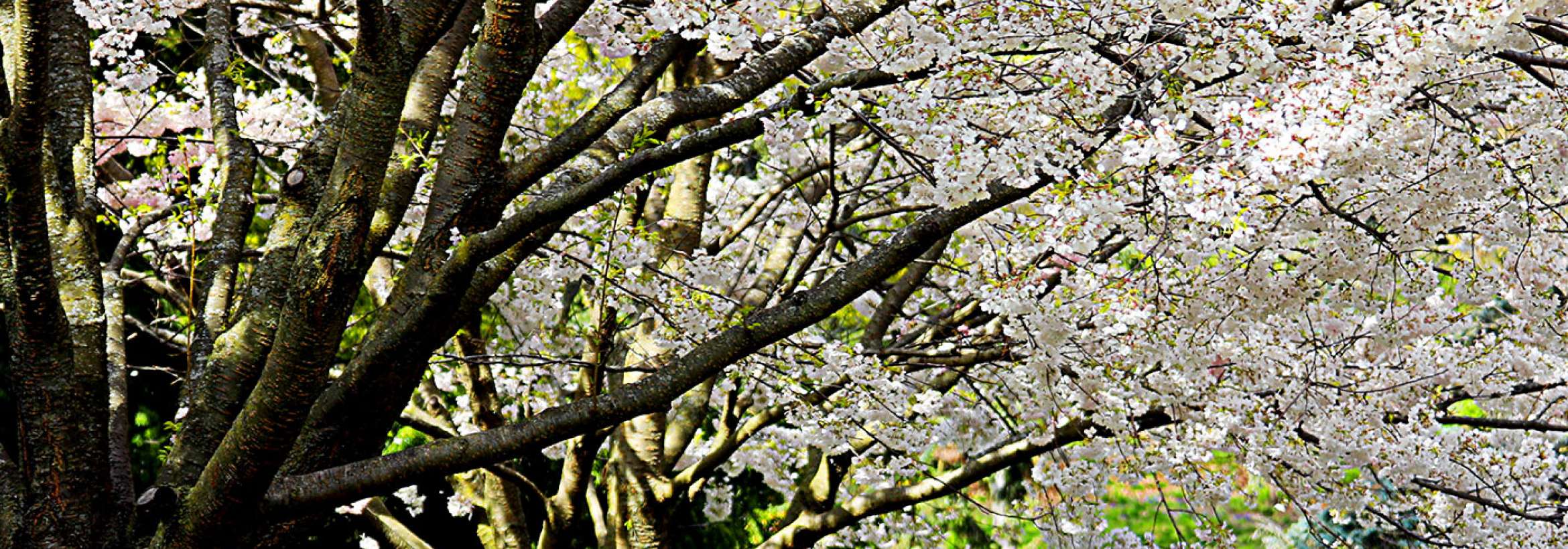 شکوفه آی شکوفه