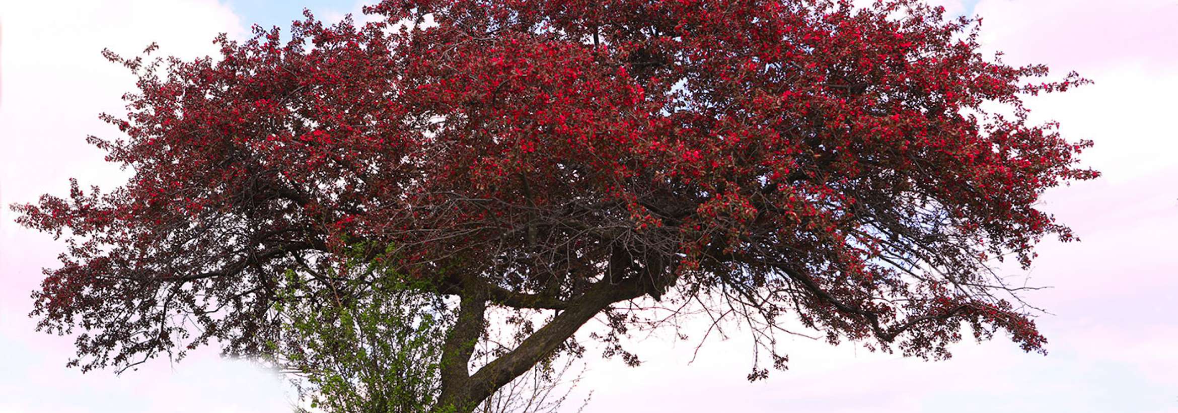 شکوفه‌ها در راهند