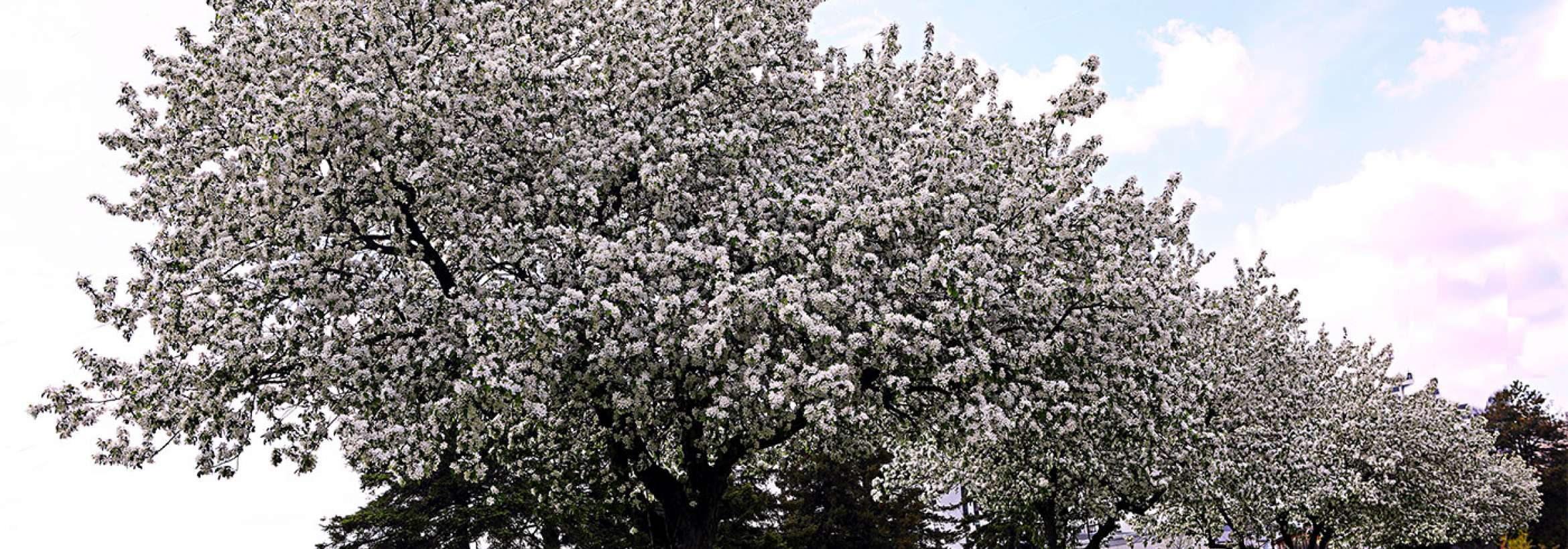 برف یا شکوفه