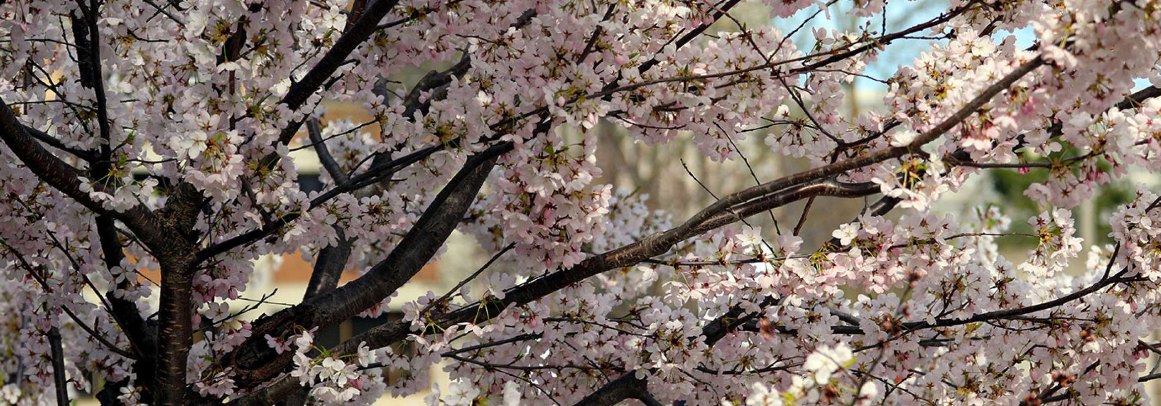 شکوفه‌ها می‌آیند