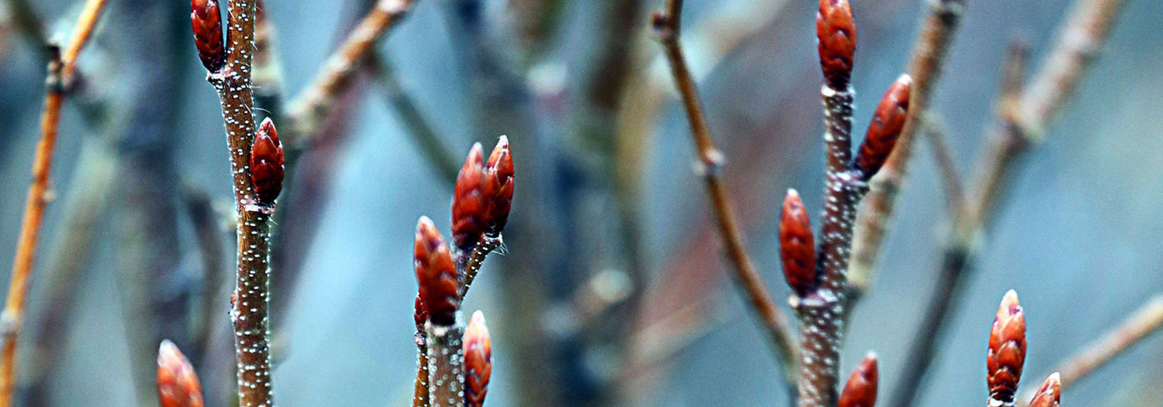 برآمد از دل چوب