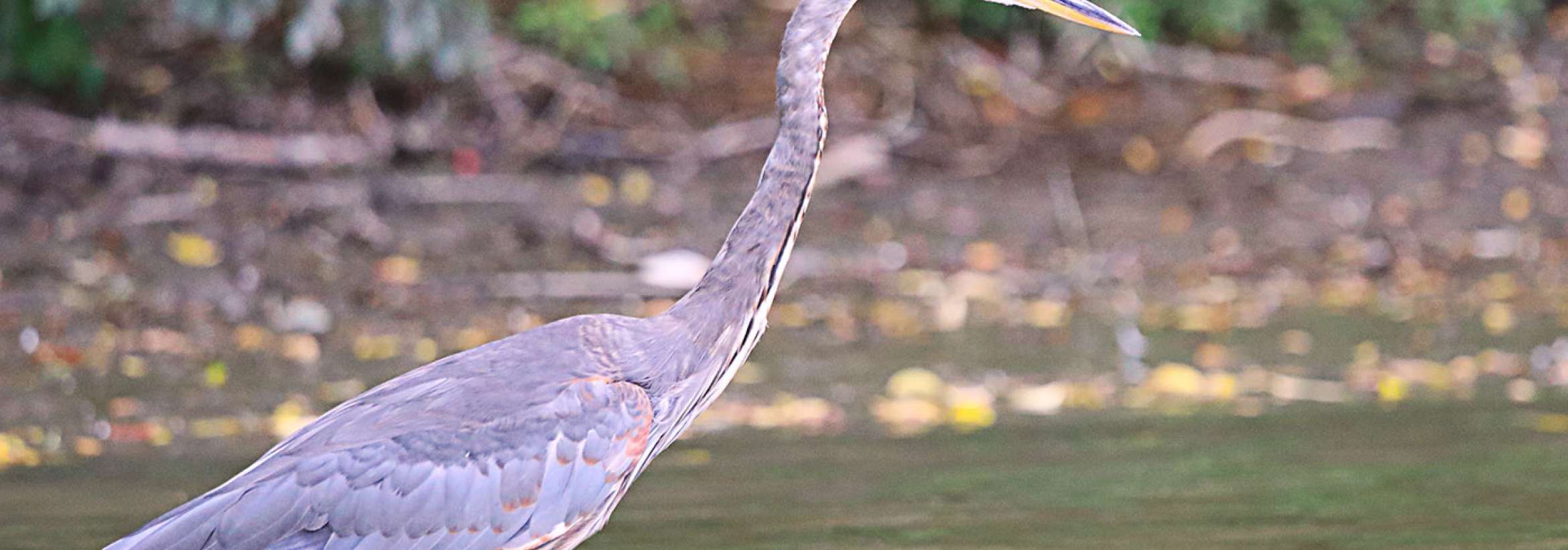 چشم به طعمه