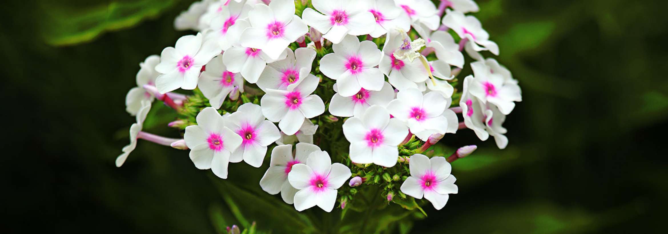 دسته گل سفید