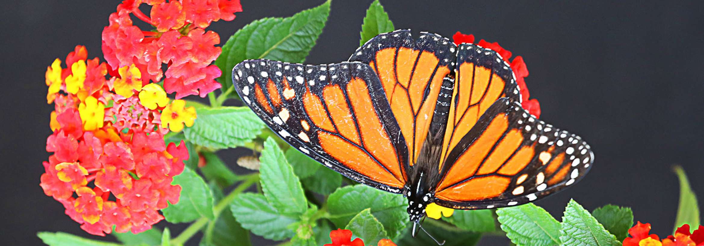 شاپرک پروانه‌ای