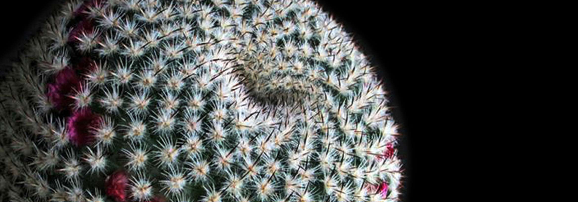 کاکتوس یا میکروفن