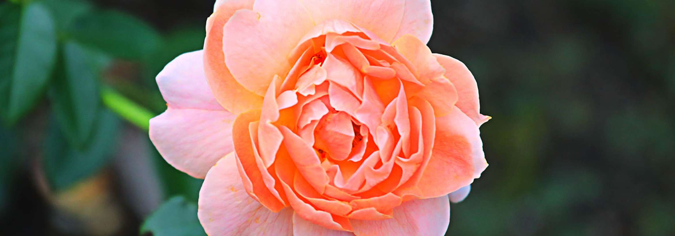 گل رُز آرام