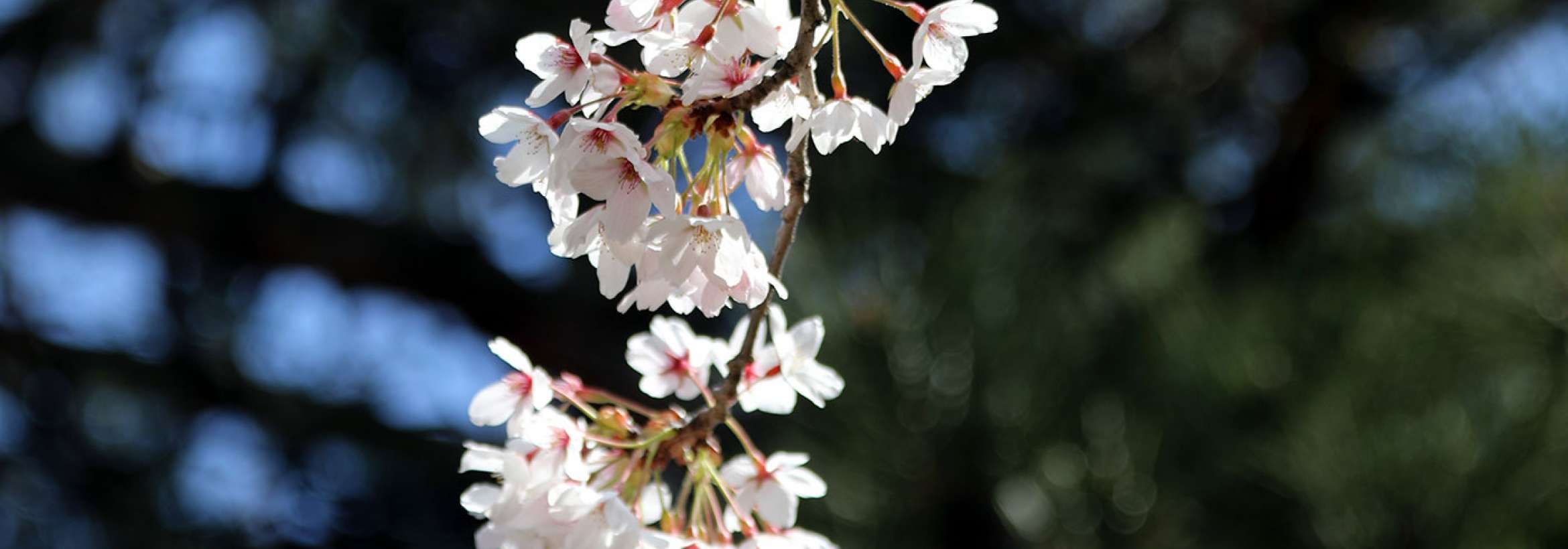 شکوفه‌های گیلاس