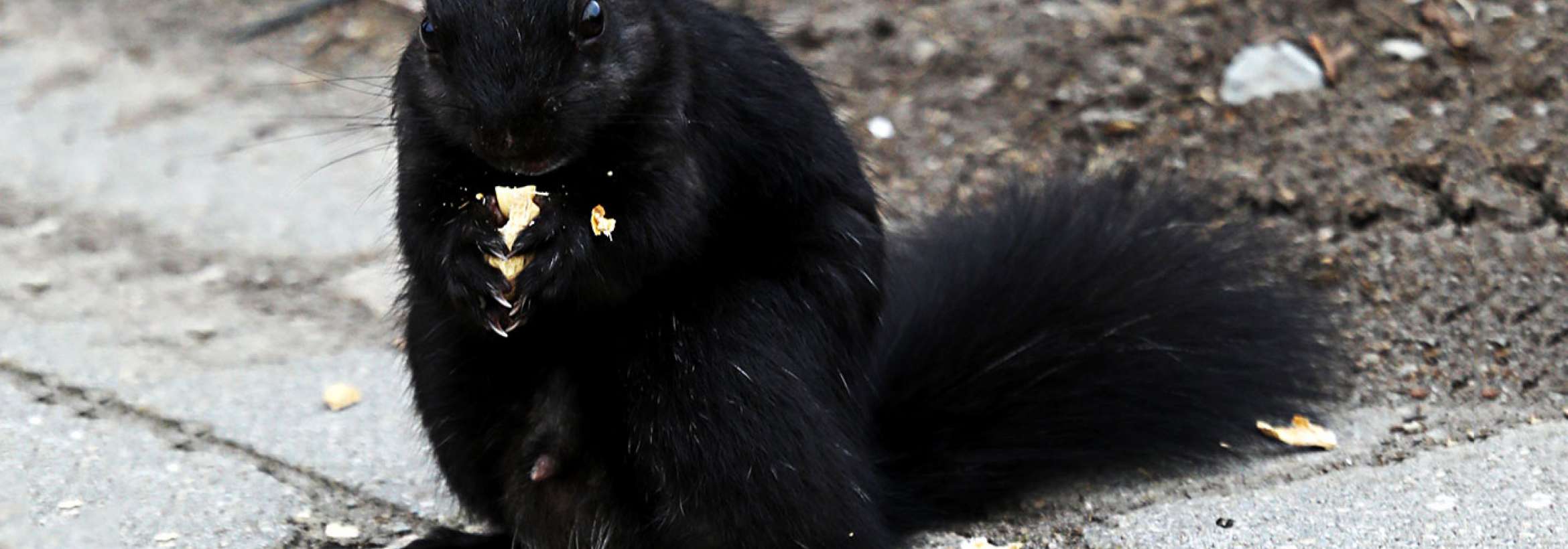 دو دستی و دو لپی