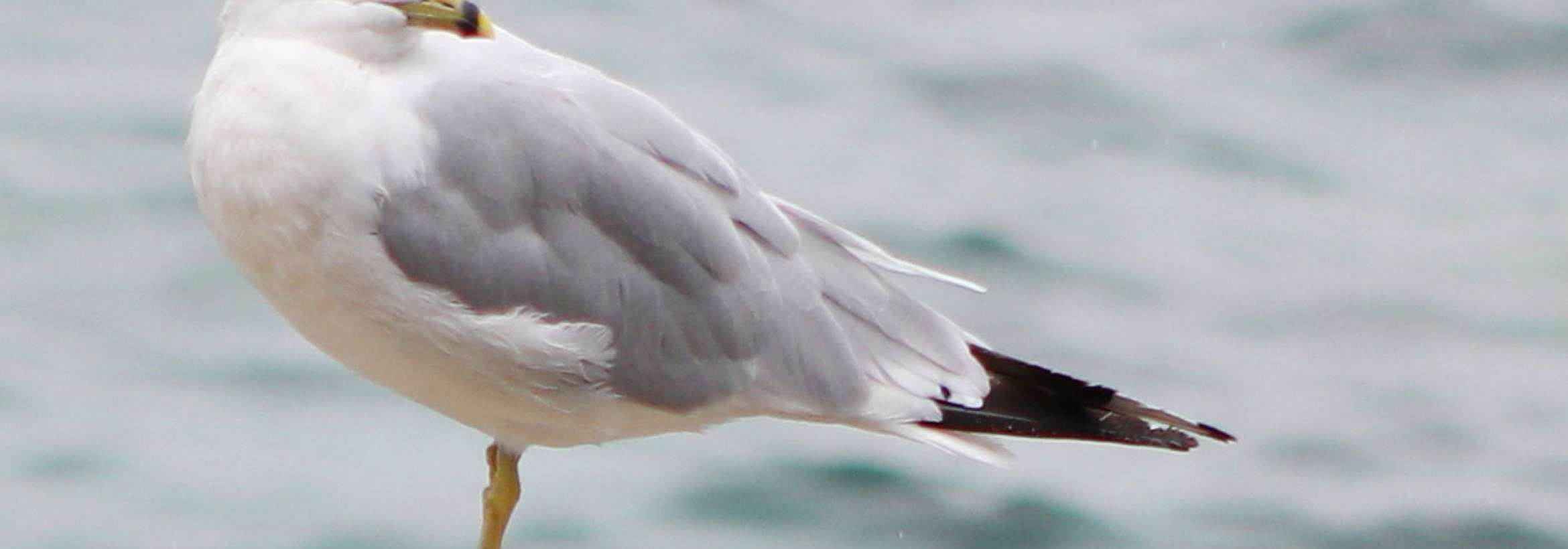 خنک بادی است