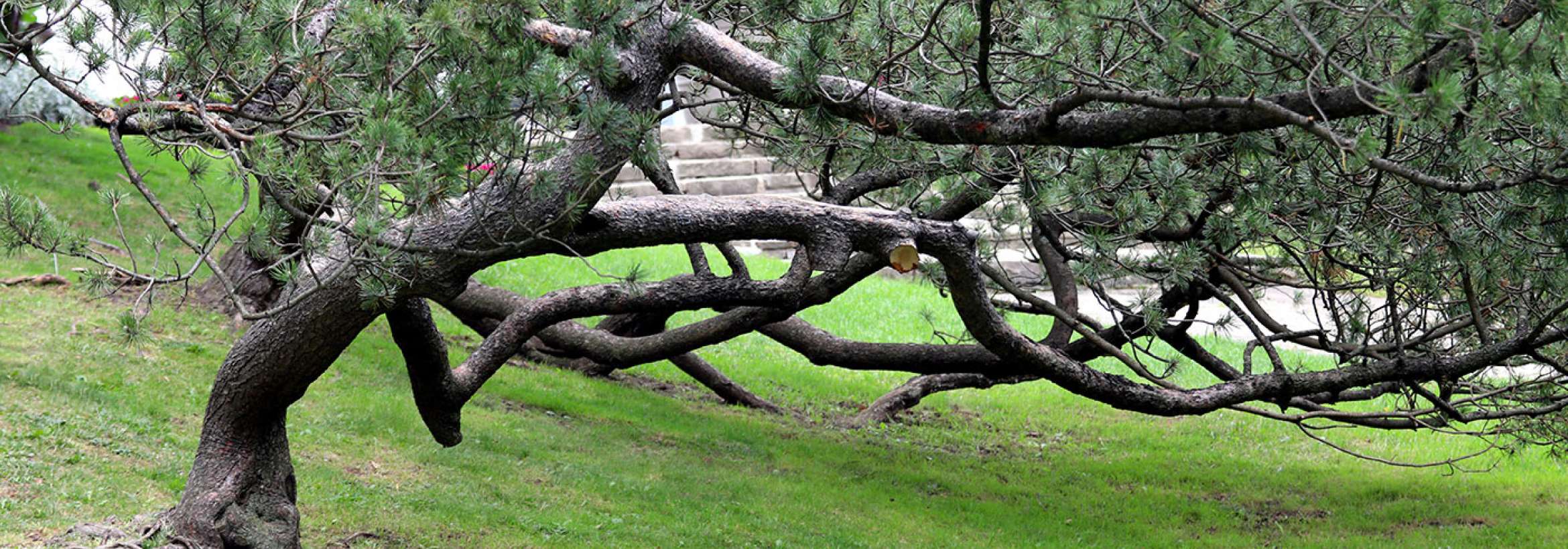 خمش شاخه و زمین