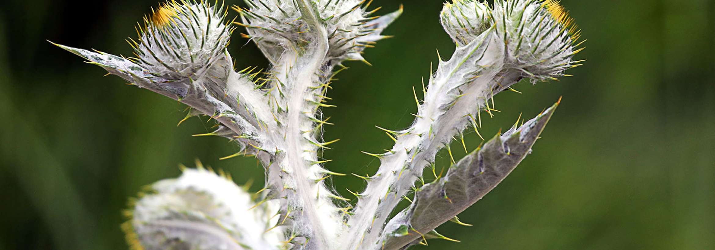 رقص خار گُل