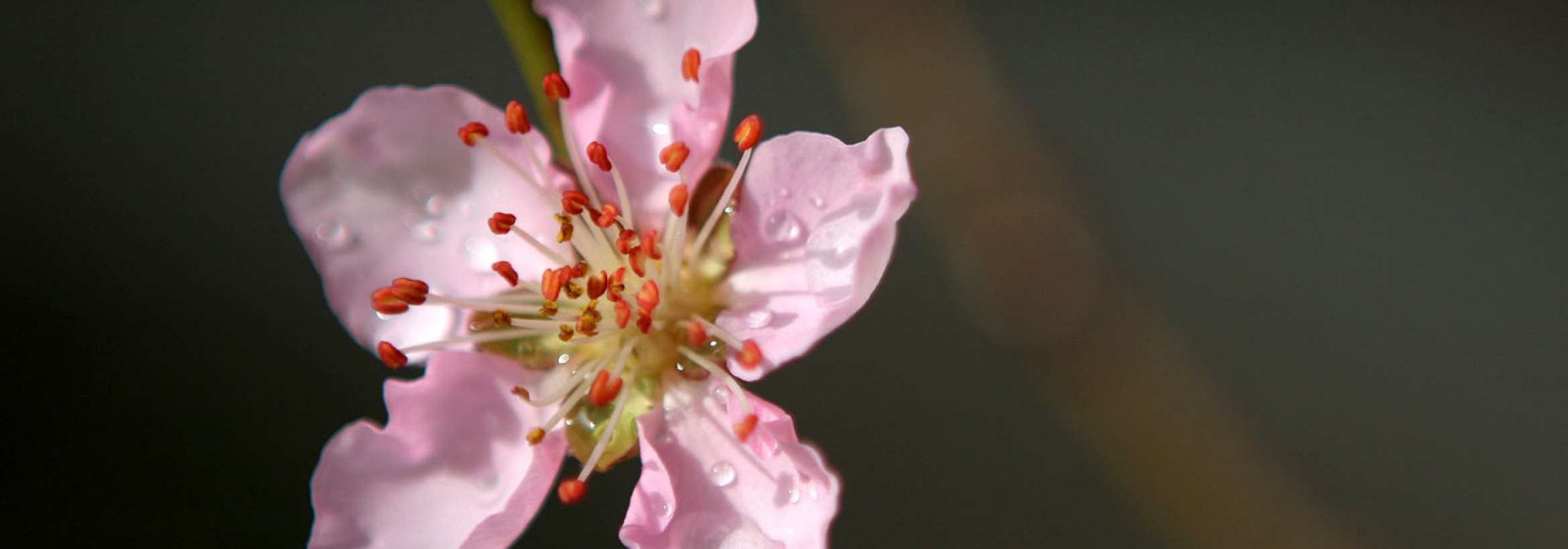 شبنمی بر گلبرگ‌های صورتی