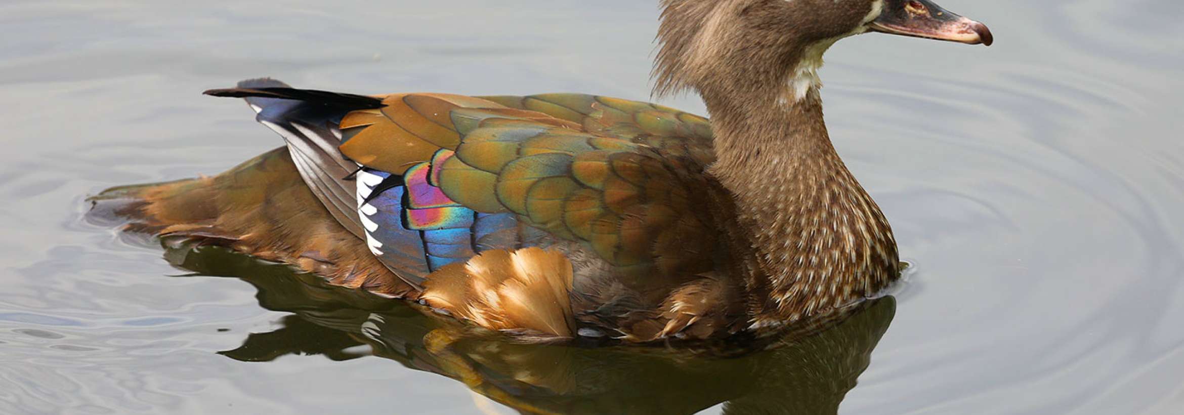 سفید قهوه‌ای