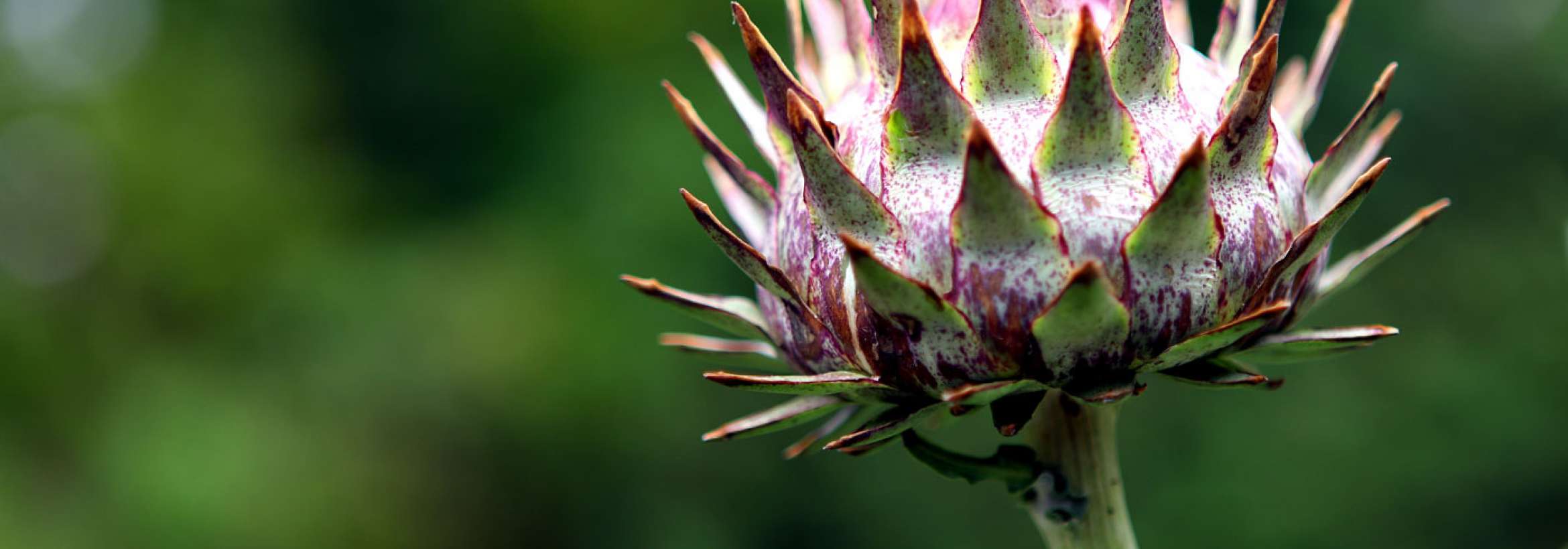 گُل تیز تیز