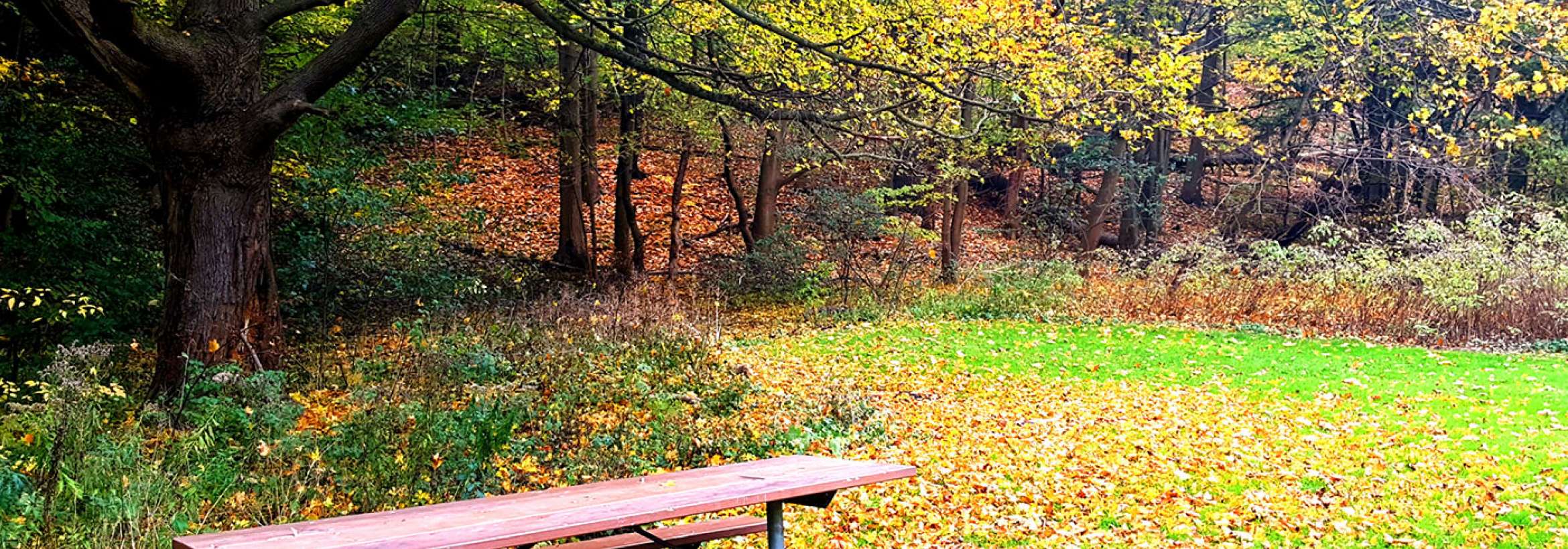 نیمکت خالی پائیزی