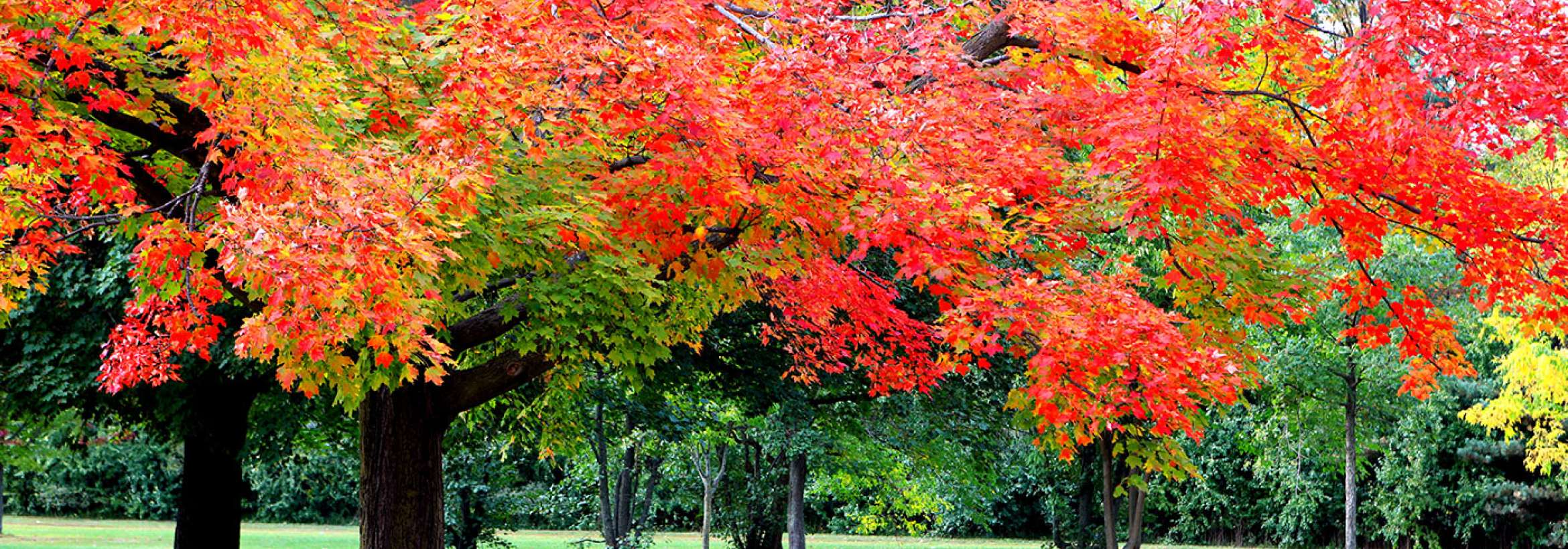 ریزش سرخ برگان