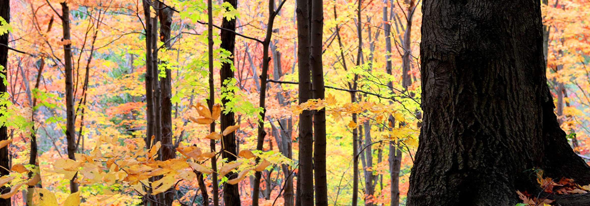 پائیز در سراشیب